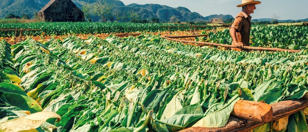 cuba Viñales