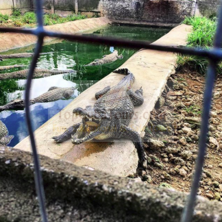 Havana Zapata National Park Tour - 10 hours