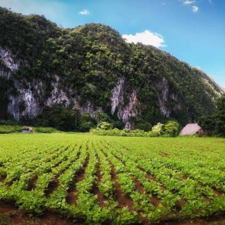 Rum & Tobacco Tours