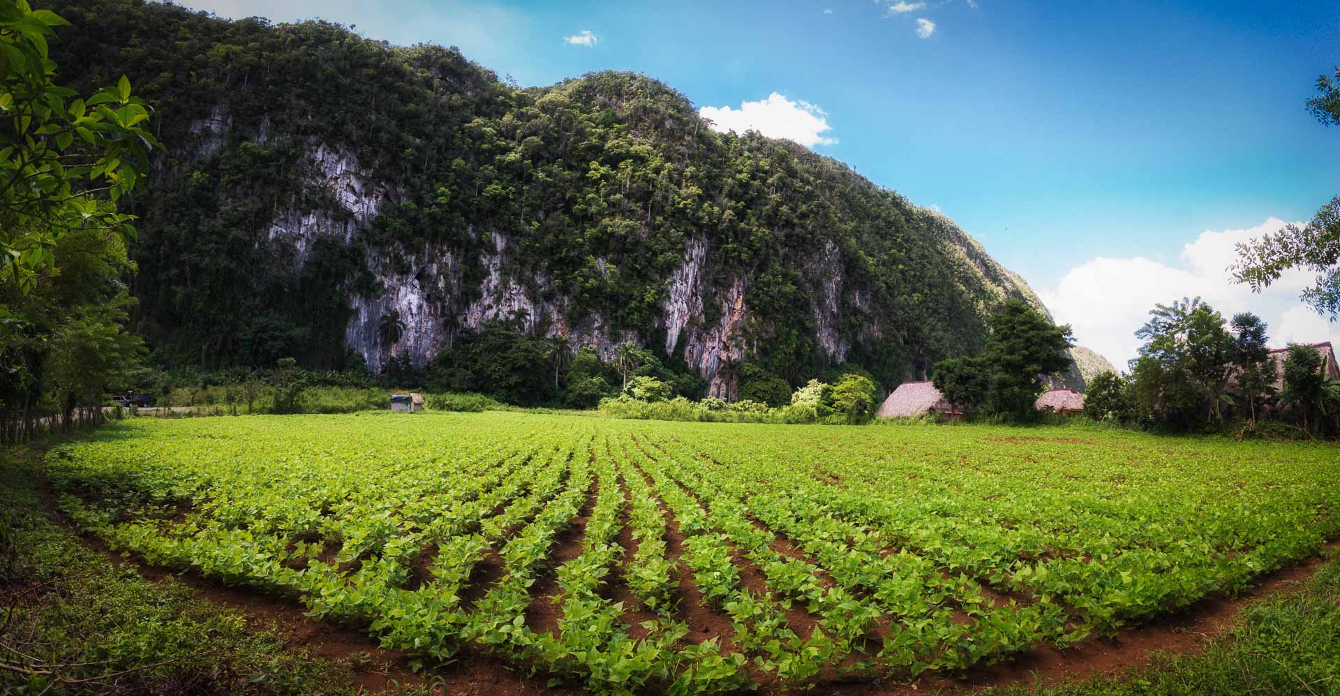 Havana Viñales Tobacco Tour - 10 hours - Image 6