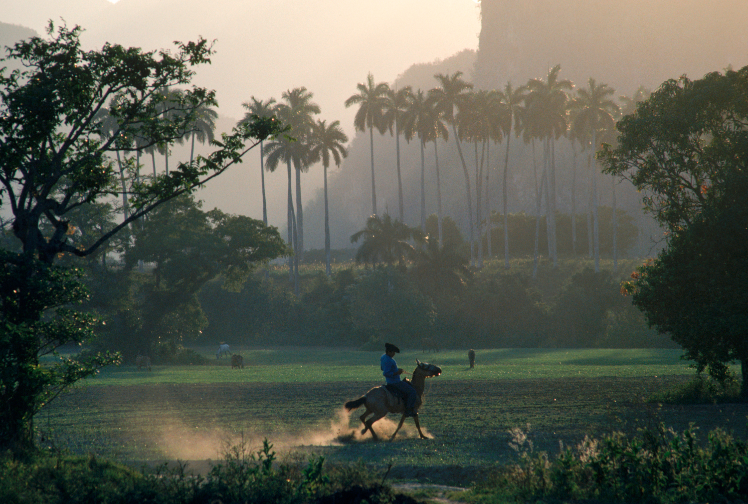 Havana Viñales Tobacco Tour - 10 hours - Image 5